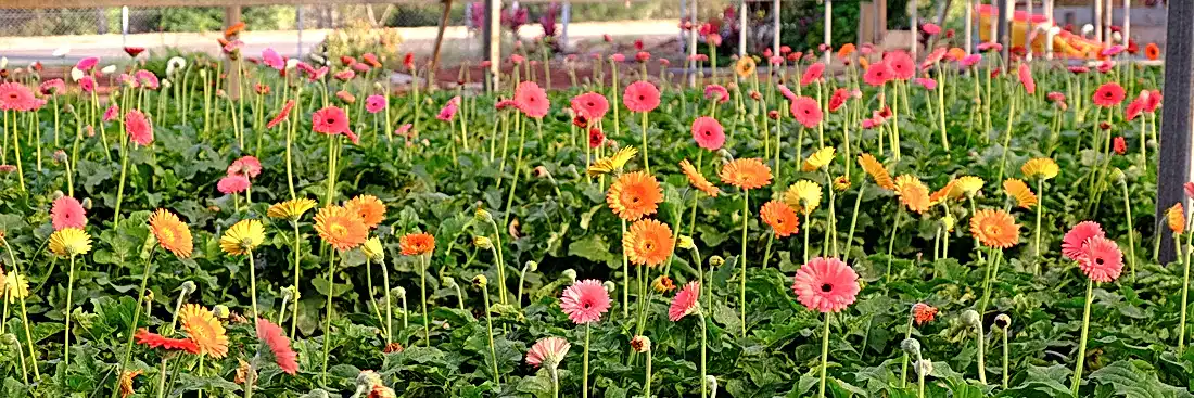 image of a farm field of multicoloured blooms for flowers across brisbane