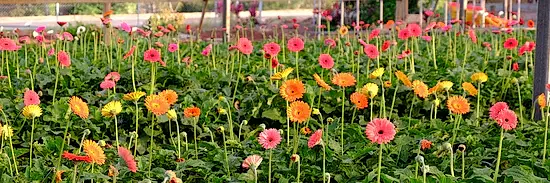 image of a farm field of multicoloured blooms for flowers across brisbane