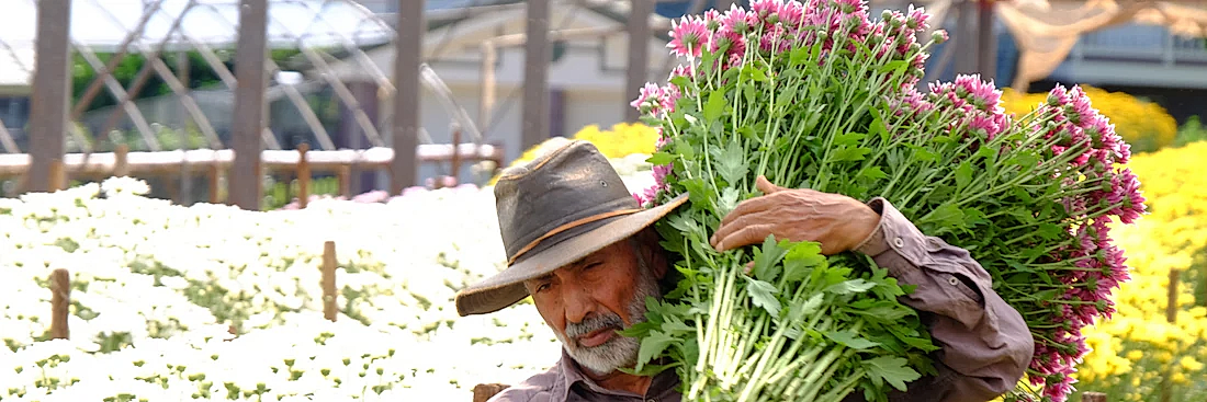 image of flower farmer carrying large sheath of fresh cut flowers across the flower fields