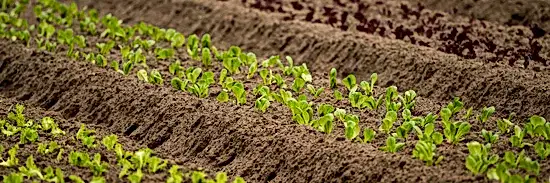 rows of flower seedlings growing in rich Brisbane flower farm dirt